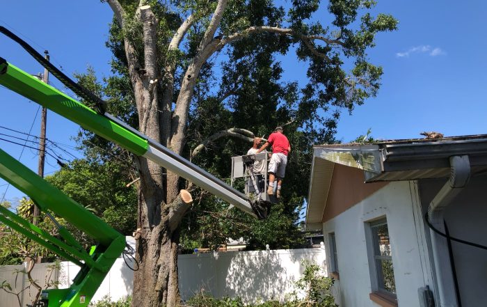 Tree Tech LLC crew performing expert tree service, including crown reduction, emergency response and storm readiness tasks.