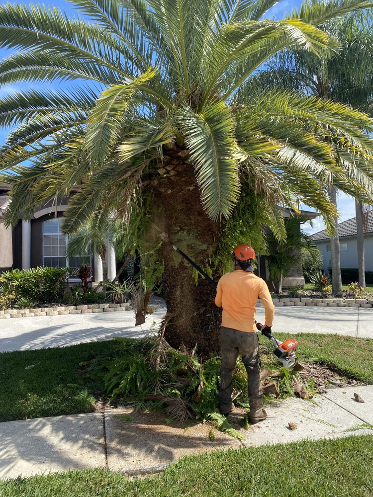 Tree Tech LLC – Palm Trimming – Photo 1
