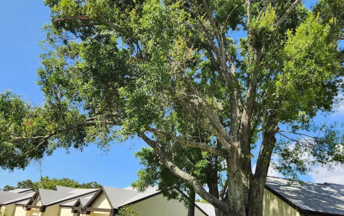 Tree marked for removal before any work begins. Tree Tech LLC starts every job with an expert visual assessment.