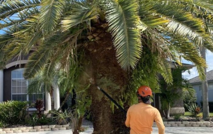 Tree Tech LLC technician using pruning tools to trim dead fronds from a Canary palm during scheduled maintenance.