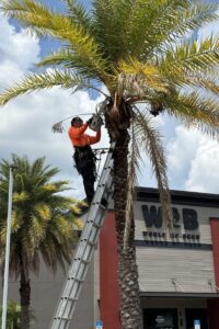 Tree Tech LLC team member using a tall ladder to access and trim a Canary palm tree.
