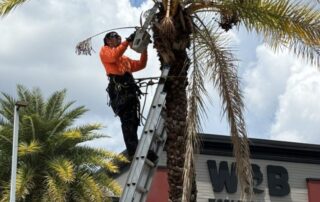 Tree Tech LLC team member using a tall ladder to access and trim a Canary palm tree.