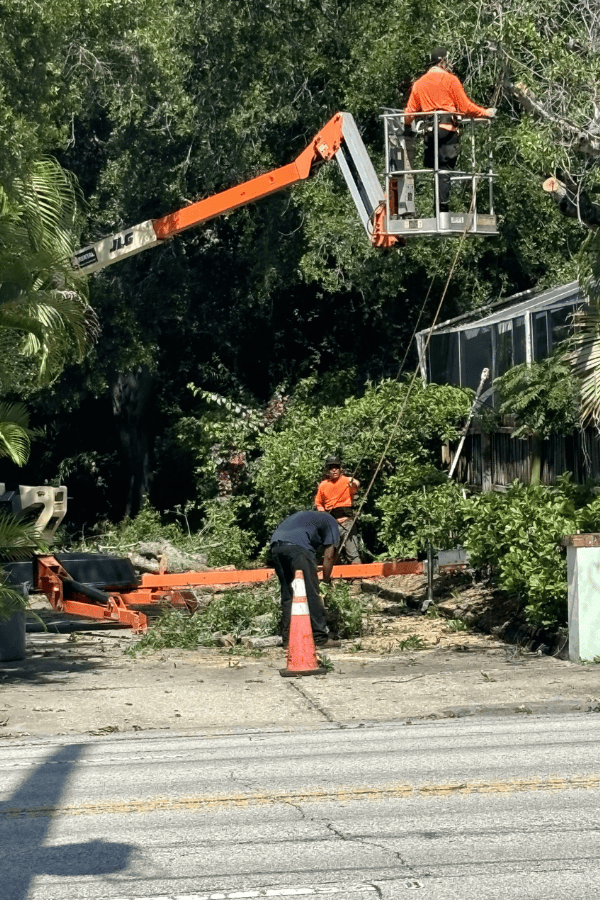 24-7 Emergency Tree Service 052026 – Tree Tech LLC Tree Tech LLC team on-site delivering general tree services in Pinellas County, FL, including storm preparation and emergency tree care.