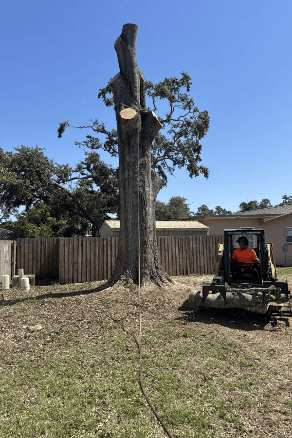 Big Tree Removal - During Photo 2 - Tree Tech LLC