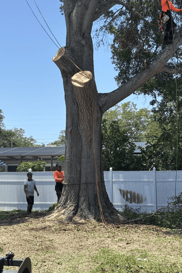Big Tree Removal - During Photo 3 - Tree Tech LLC