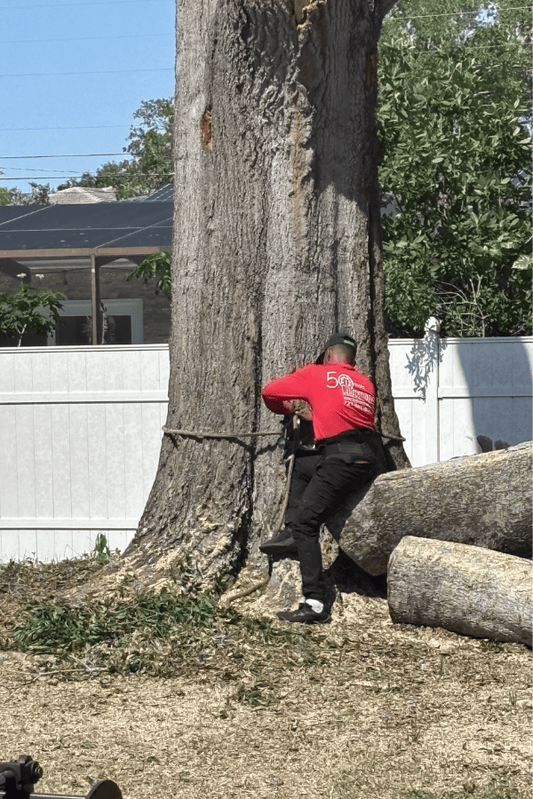 Big Tree Removal in Pinellas County, FL - During Photo 4 - Tree Tech LLC