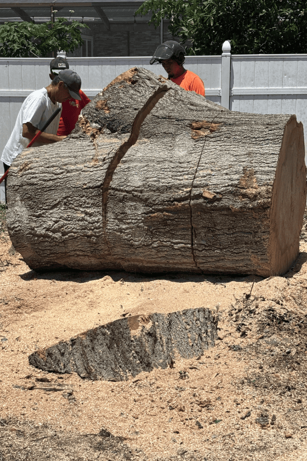 Big Tree Removal - During Photo - Tree Tech LLC