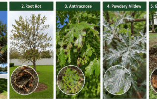 Infographic showing 5 common tree diseases found in Florida, including Oak Wilt, Root Rot, Anthracnose, Powdery Mildew, and Ganoderma Butt Rot, with symptoms and visual examples for each disease affecting Florida trees.