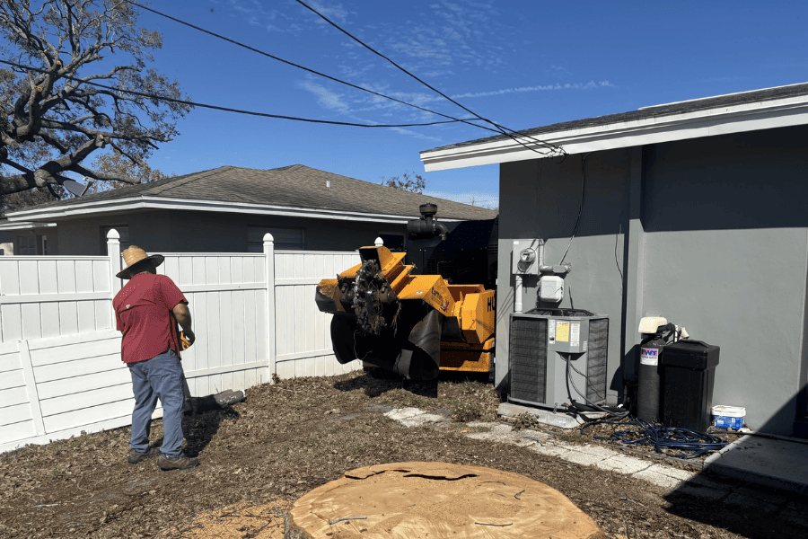 Stump Grinding - Before Photo - Tree Tech LLC