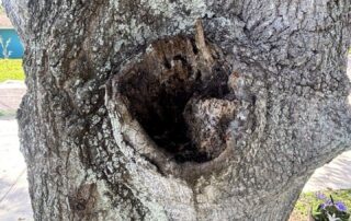 Tree cavity - Tree Tech LLC Inspection