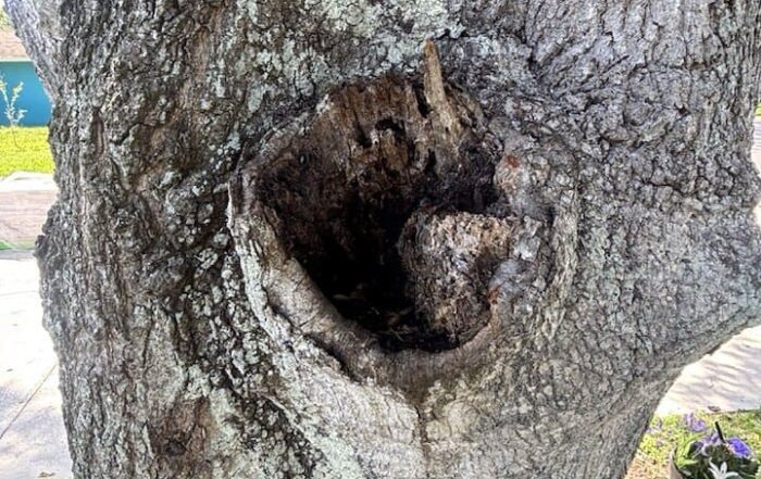 Tree cavity - Tree Tech LLC Inspection