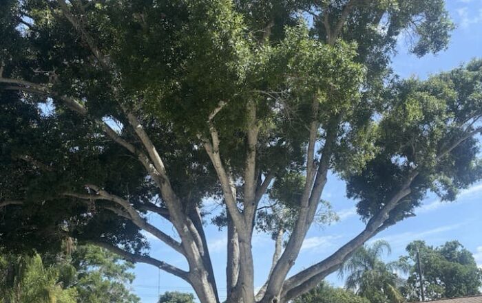 Tree Tech LLC Inspection at Pinellas County FL