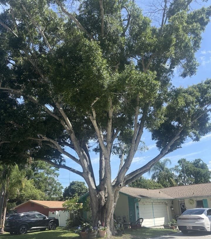 Tree Tech LLC Inspection at Pinellas County FL