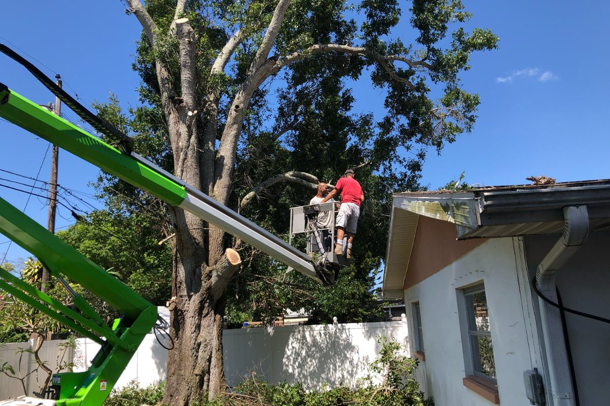 Tree Tech LLC crew member in an aerial lift performing crown reduction on a large tree next to a Pinellas County home